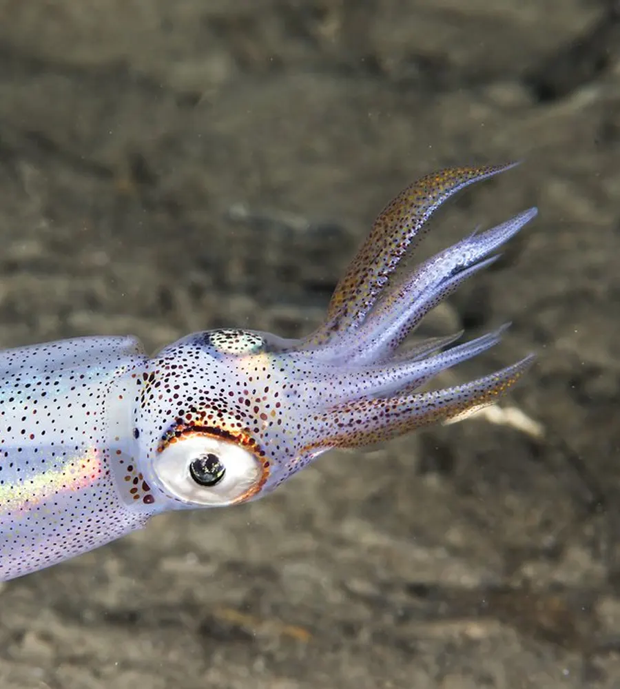 cephalopods