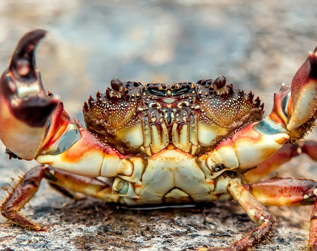 crab