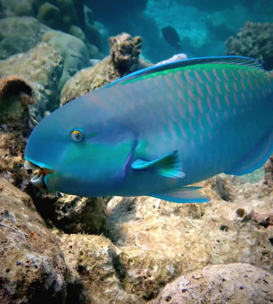 fish