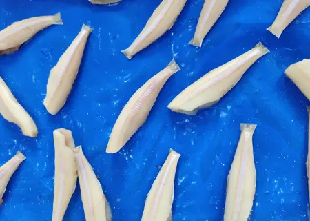 Anchovy Fish