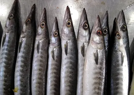 Barracuda Fish