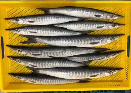Barracuda Fish