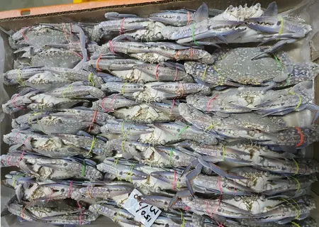 Blue Swimming Crab