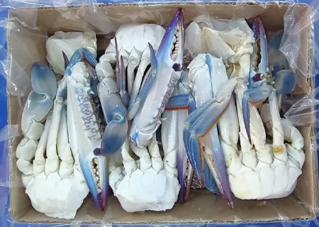 Blue Swimming Crab