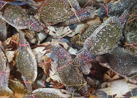 Blue Swimming Crab