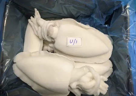 CuttleFish Whole cleaned U/1