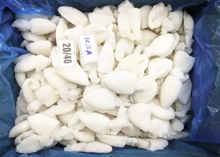 Baby Cuttlefish 