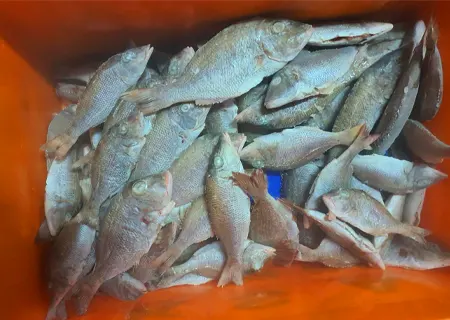 Emperor Fish