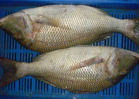 Emperor Fish