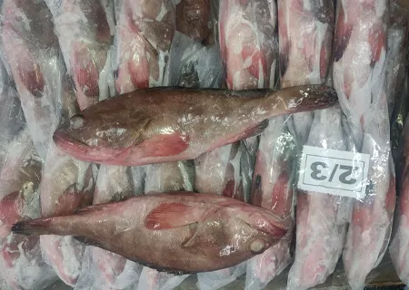 Grouper Fish