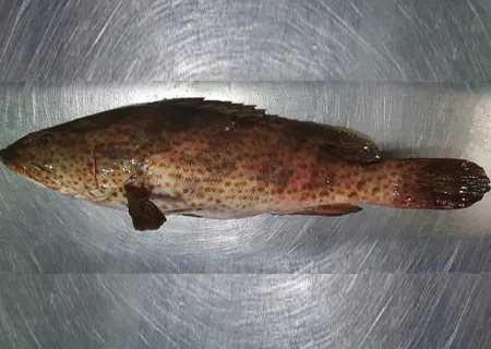 Grouper Fish