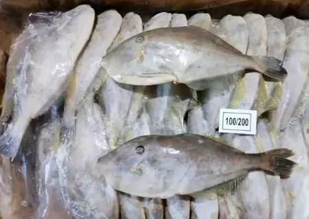 Leather Jacket Fish