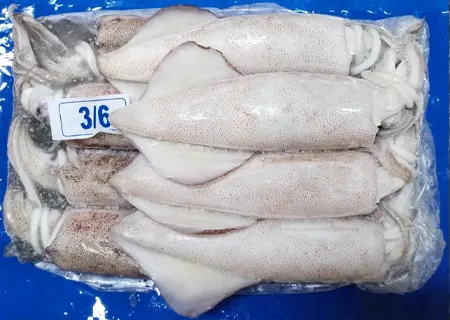 Loligo squid 3/6