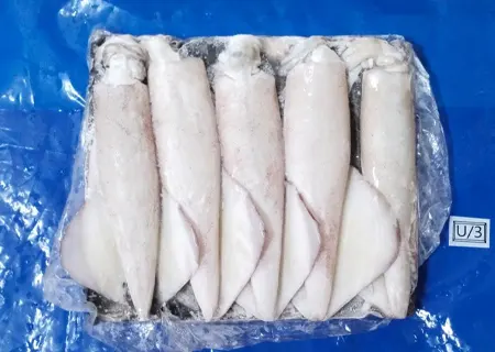 Loligo squid u/3