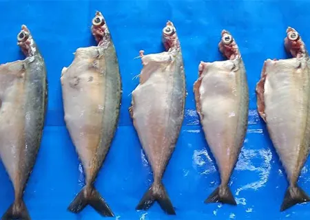 Indian Mackerel Fish