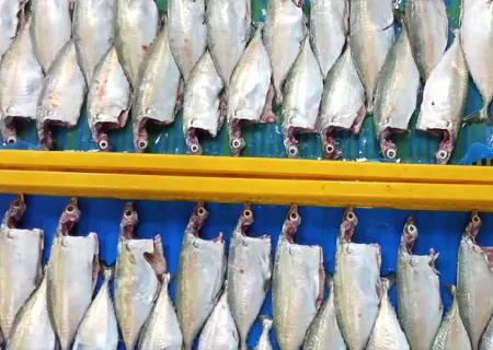 Indian Mackerel Fish