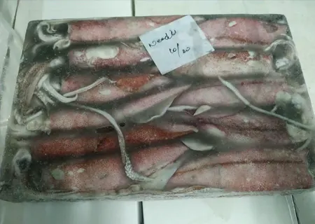 Needle squid