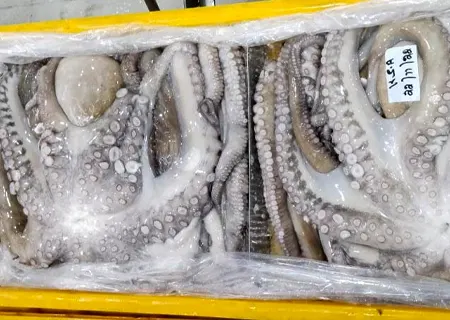 Octopus Vulgaris