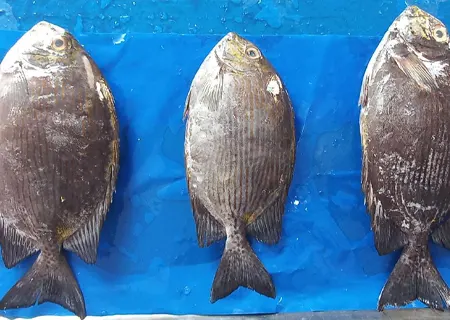 Ora Fish