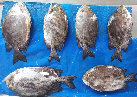 Ora Fish