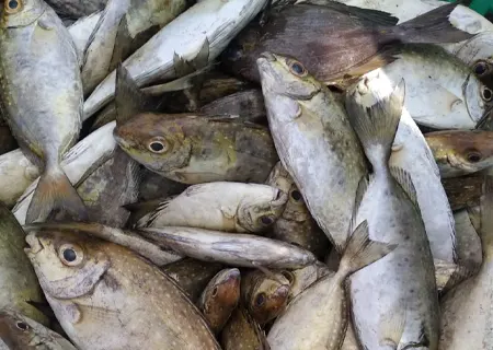 Otti Fish