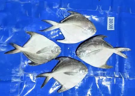 Pomfret Silver