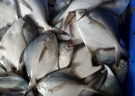 Pomfret Silver