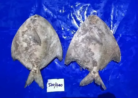 Pomfret Black / Chinese