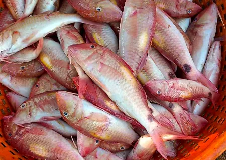 Red Mullet
