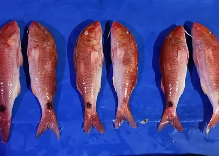 Red Mullet