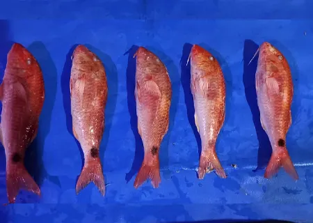 Red Mullet