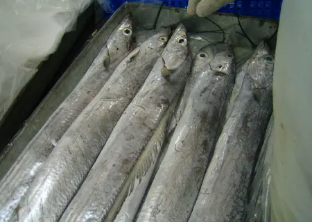 Ribbon Fish
