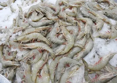 Sea White raw