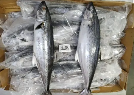 Seer Fish