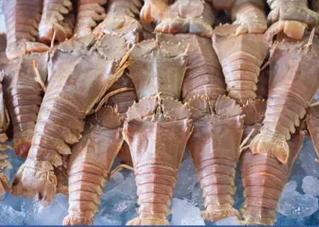 slipper lobster
