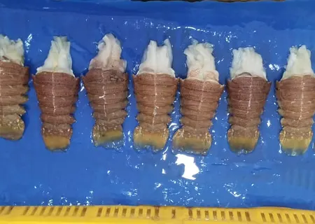 slipper lobster