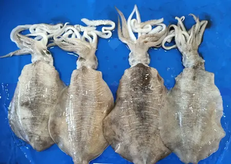 Thondi squid whole