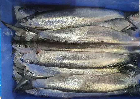 Wolf Herring Fish