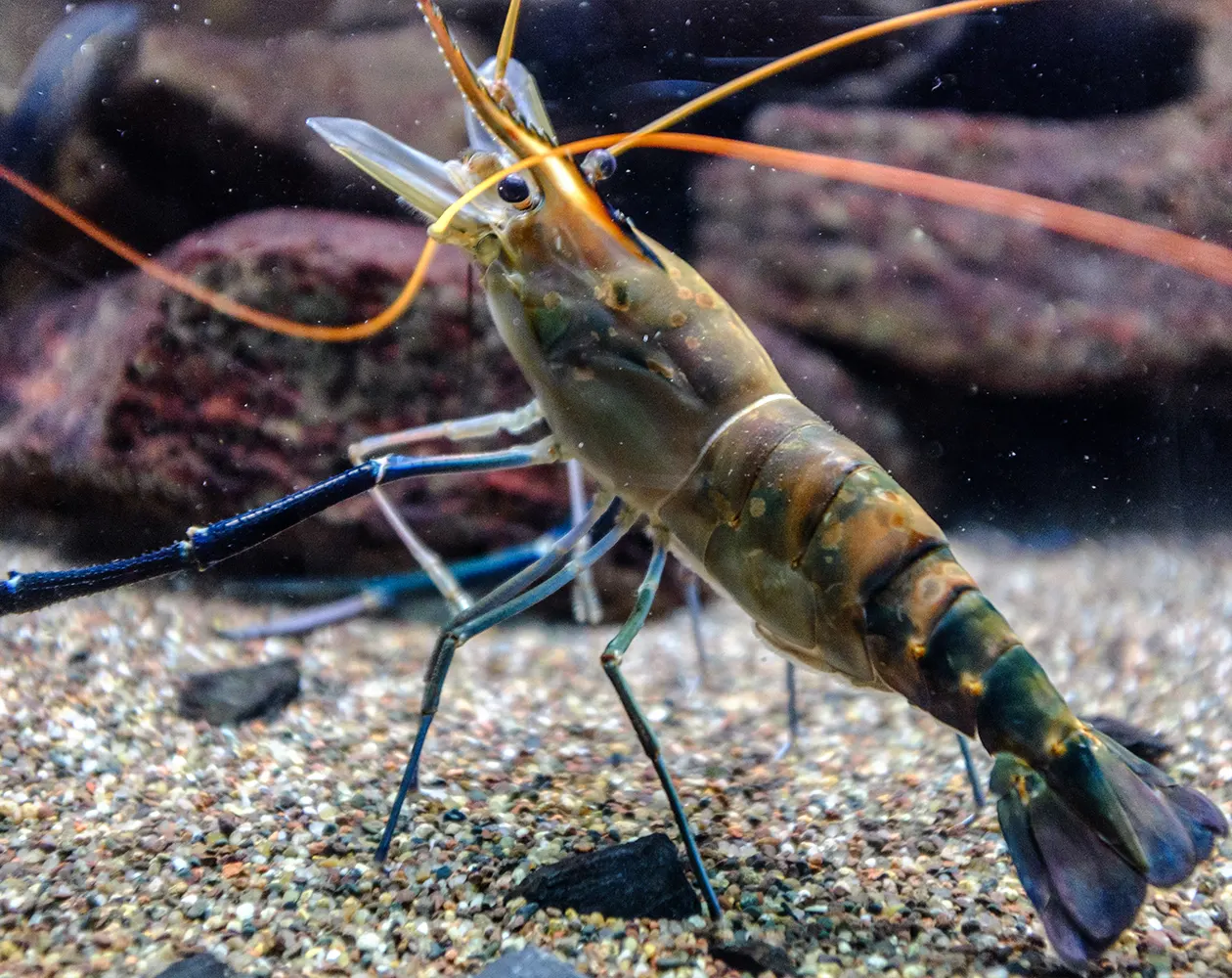 shrimp