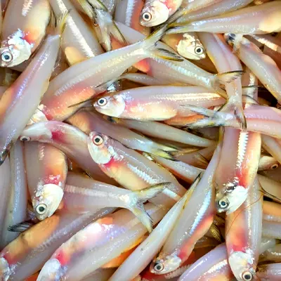 Anchovy Fish