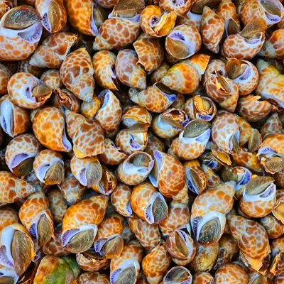 Baigai TopShell
