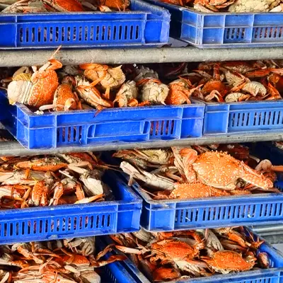 Crabs