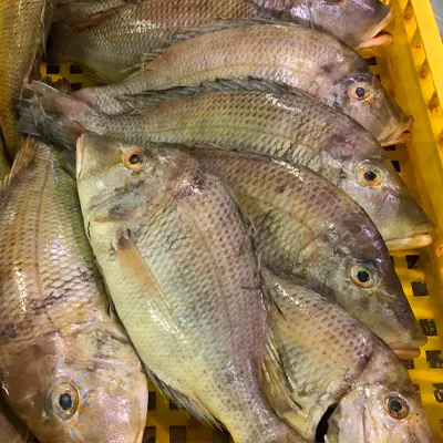 Emperor Fish