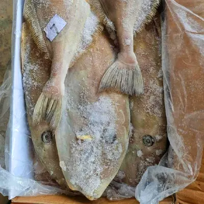 Leather Jacket Fish