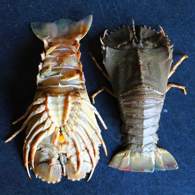Slipper Lobster
