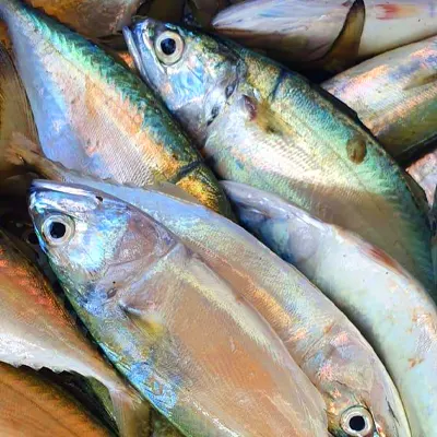 Indian Mackerel