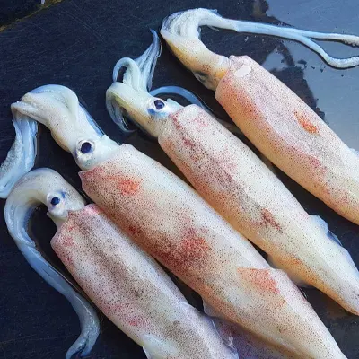 Needle Squid