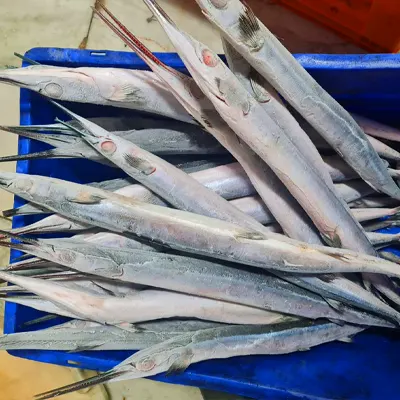 Needle Fish
