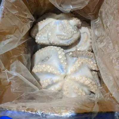 Octopus Whole