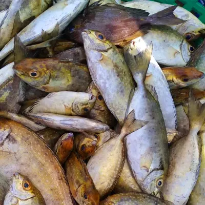Otti Fish